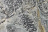 Fossil Flora (Alethopteris & Lepidodendron) Plate - Kentucky #160247-1